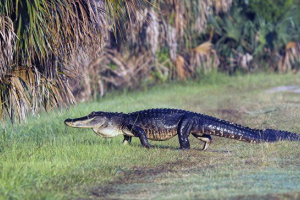 Алігатор затягнув маленьку дитину під водою Алігатор затягнув маленьку дитину під водою